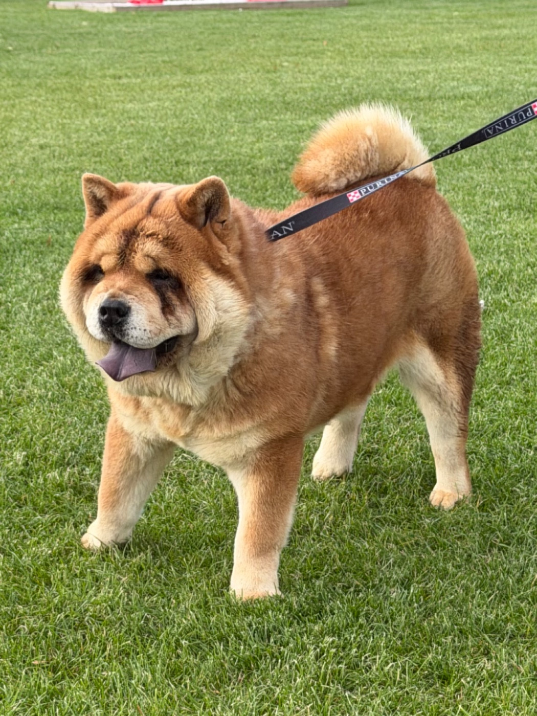 Famous Dream  U4NOUGAT