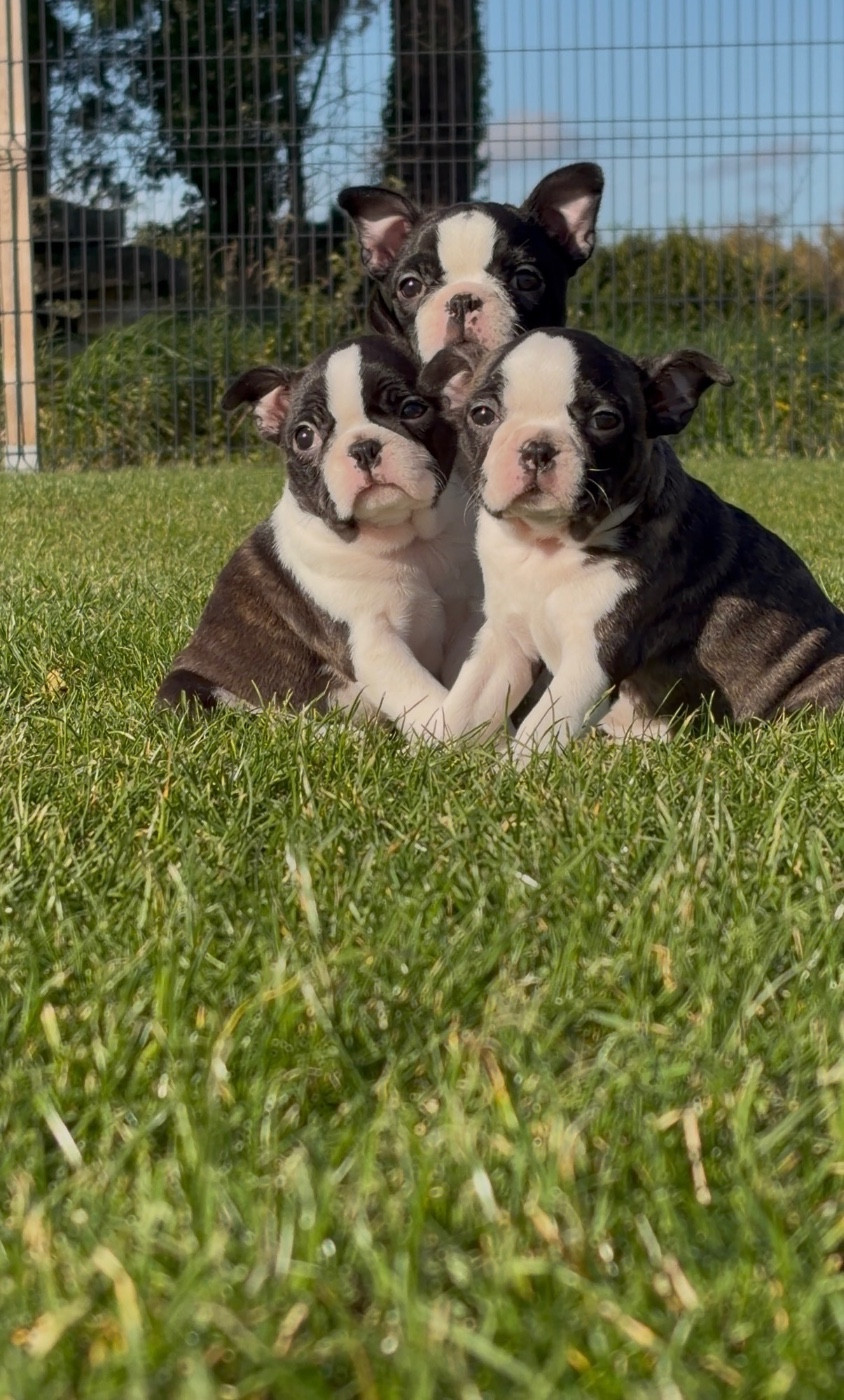 Sibelle (Sans Affixe)