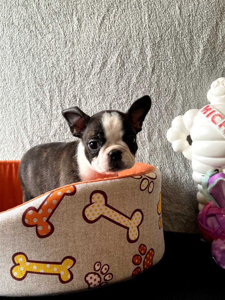 North Mans - Chiots disponibles - Boston Terrier