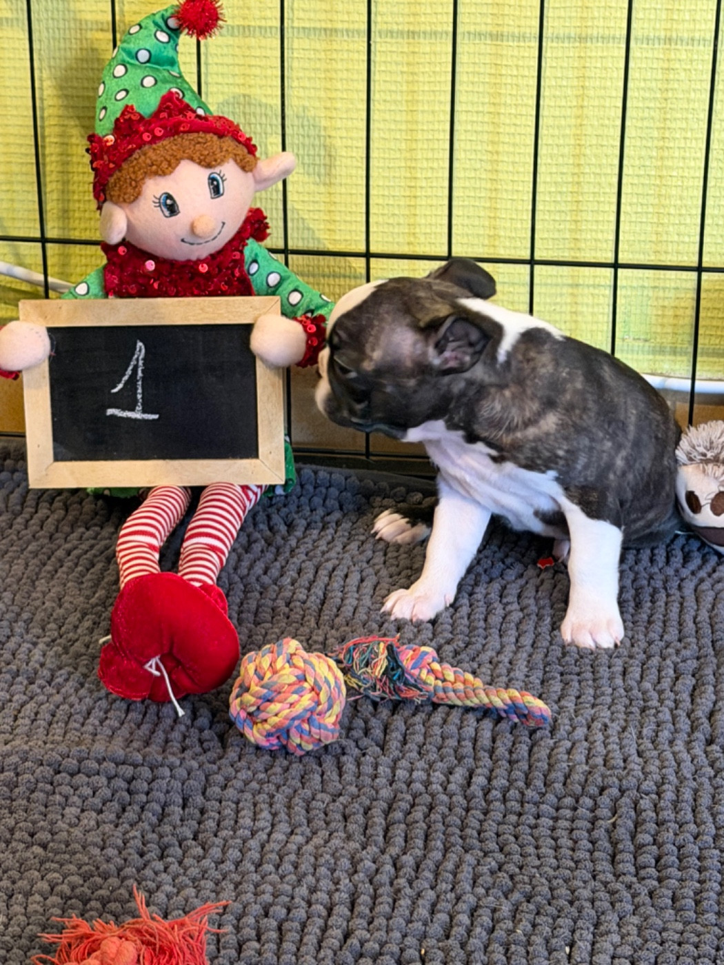 North Mans - Chiots disponibles - Boston Terrier