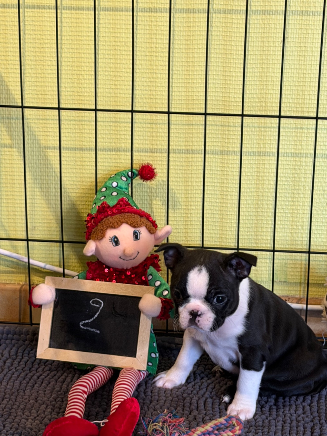 North Mans - Chiots disponibles - Boston Terrier