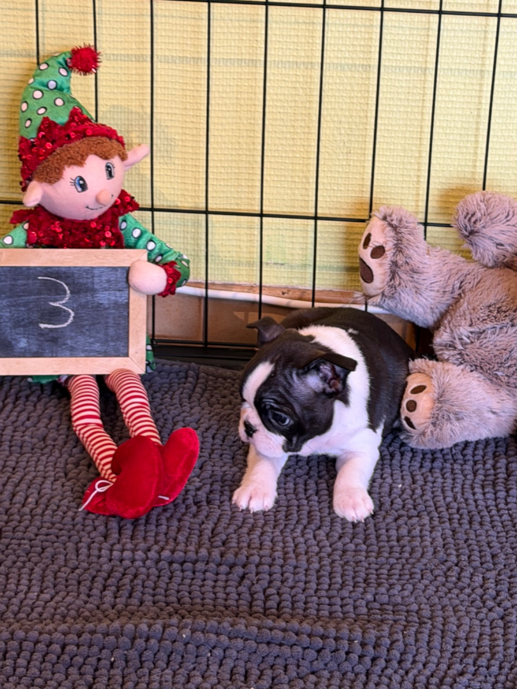 North Mans - Chiots disponibles - Boston Terrier