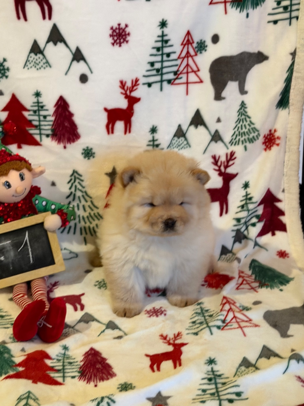 North Mans - Chiots disponibles - Chow Chow