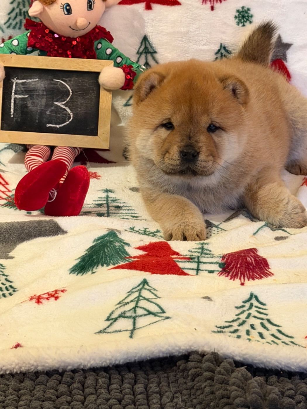 North Mans - Chiots disponibles - Chow Chow