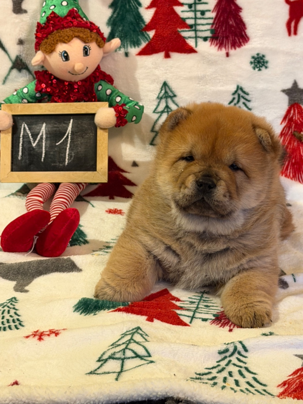 North Mans - Chiots disponibles - Chow Chow