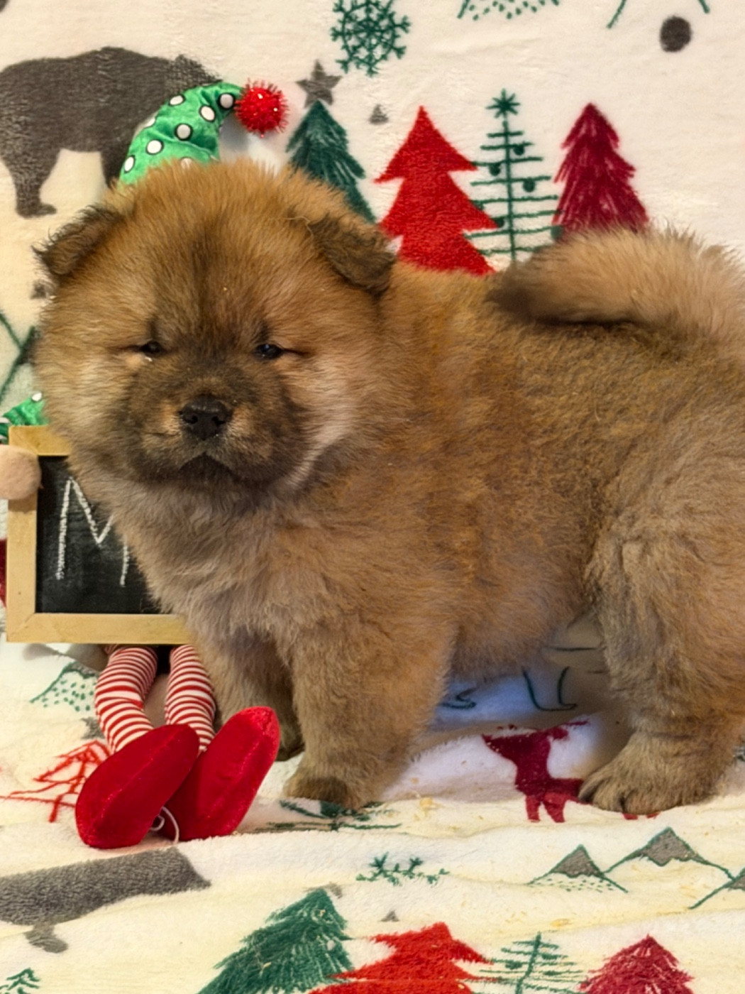 North Mans - Chiots disponibles - Chow Chow