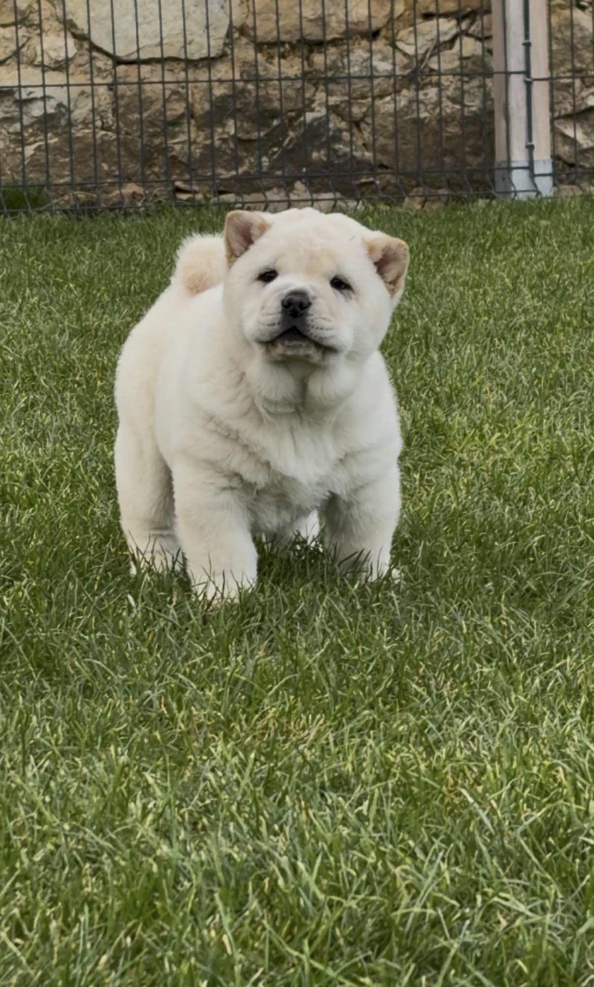 North Mans - Chiots disponibles - Chow Chow