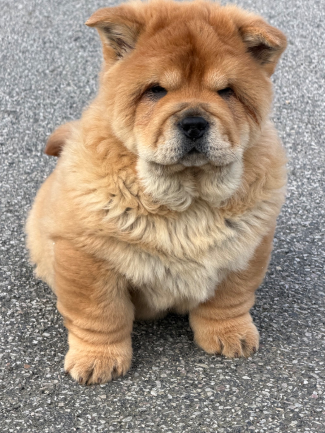 North Mans - Chiots disponibles - Chow Chow