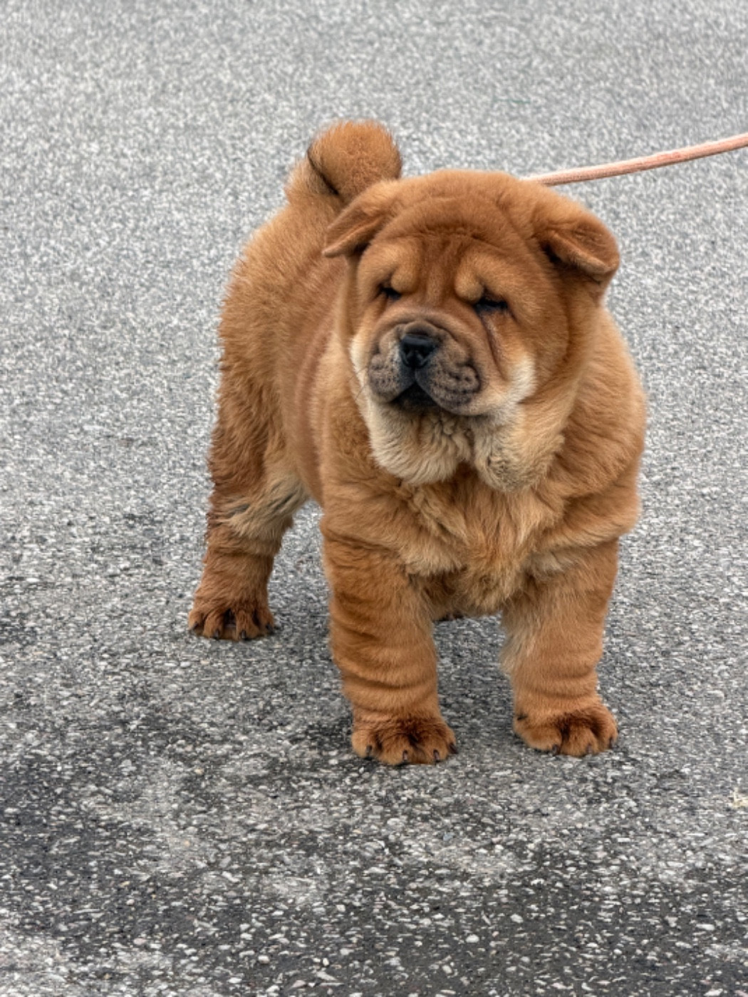 North Mans - Chiots disponibles - Chow Chow