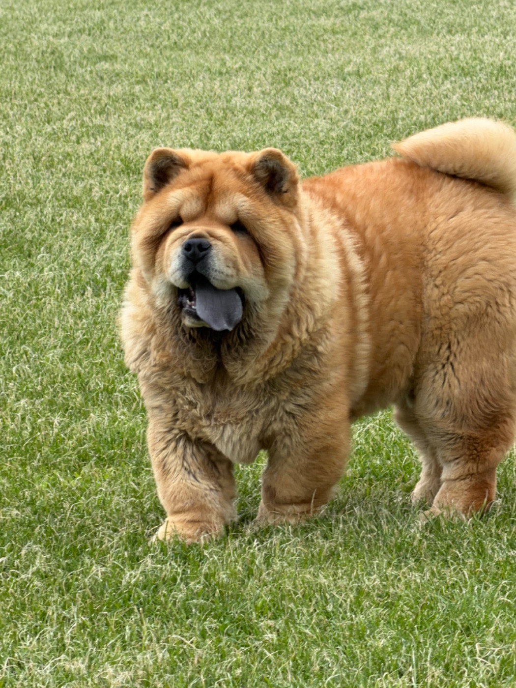 North Mans - Chiots disponibles - Chow Chow