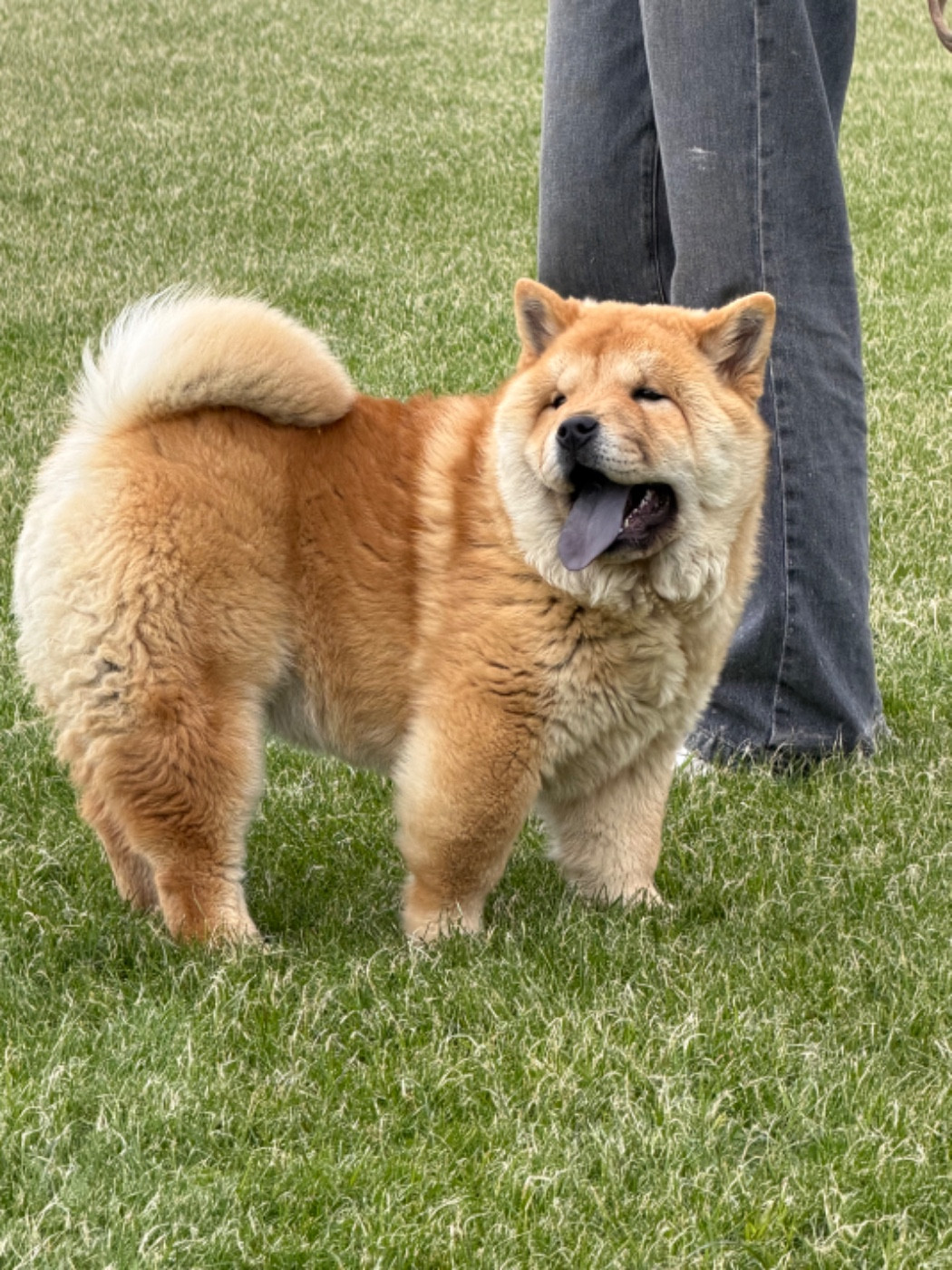 North Mans - Chiots disponibles - Chow Chow