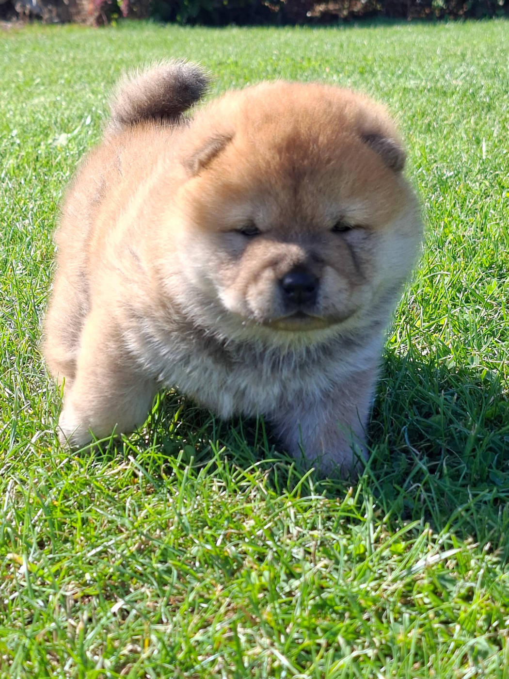 North Mans - Chiots disponibles - Chow Chow