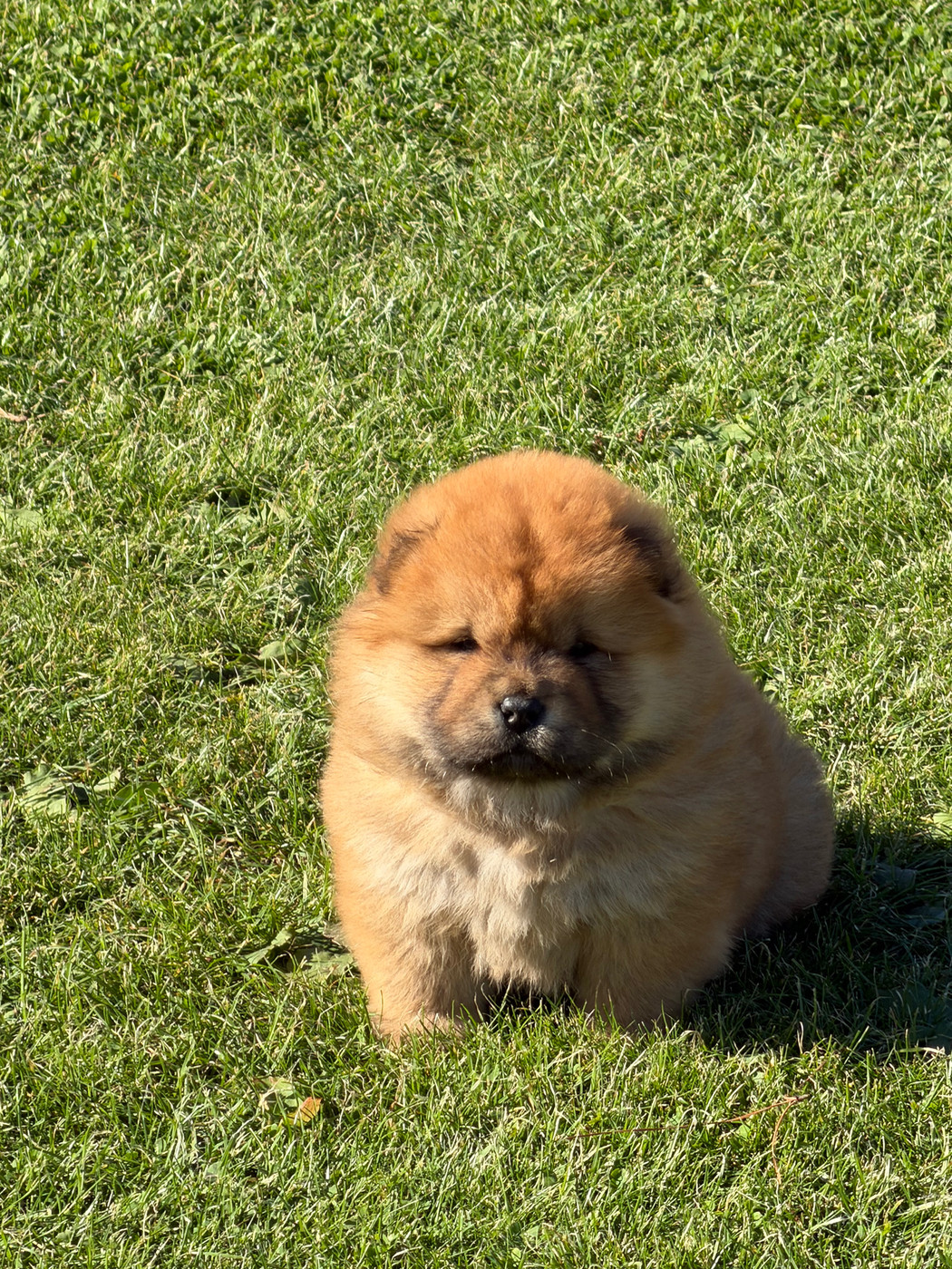 North Mans - Chiots disponibles - Chow Chow