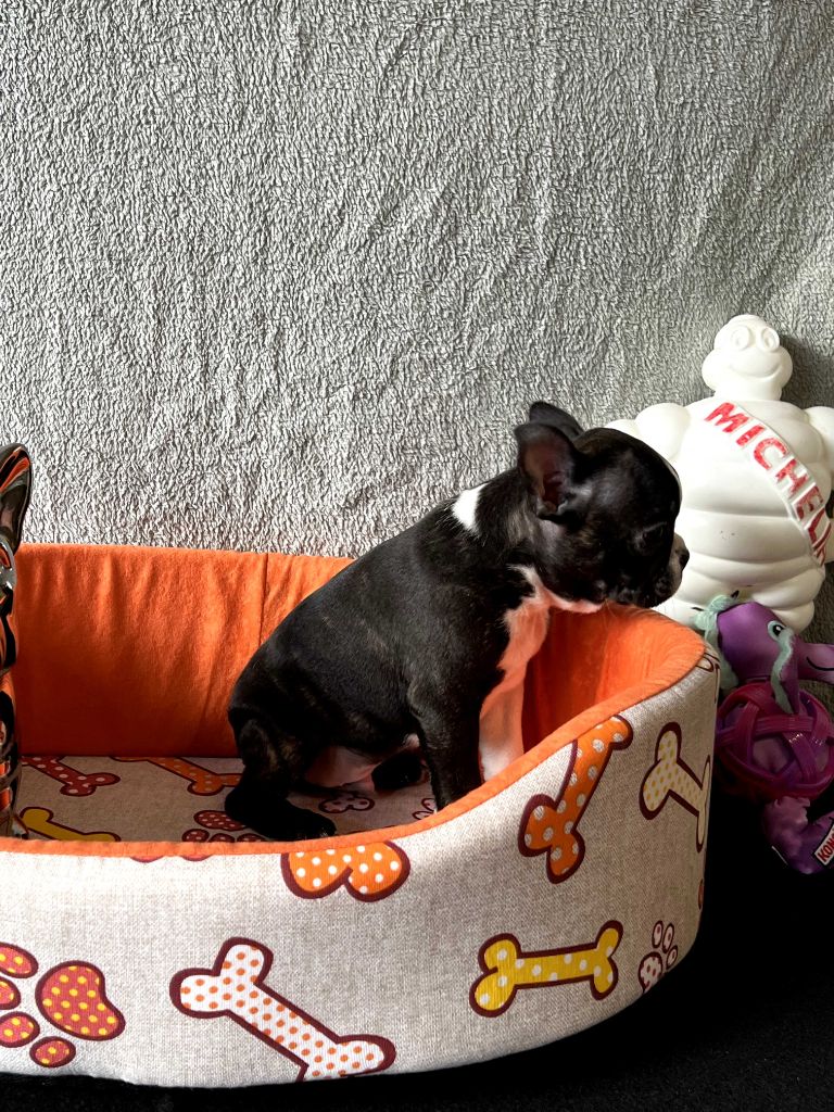 North Mans - Chiots disponibles - Boston Terrier