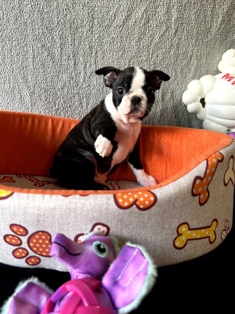 North Mans - Chiots disponibles - Boston Terrier