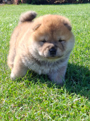 Chiot N°1
